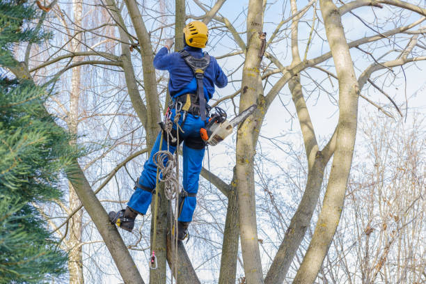 Best Hazardous Tree Removal  in Grand Ledge, MI