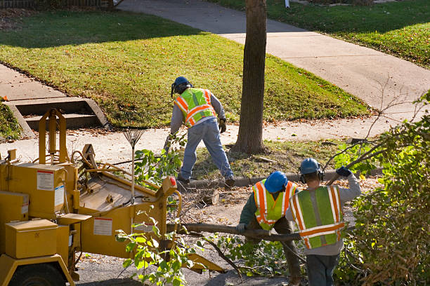 Grand Ledge, MI Tree Services Company